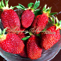 Земклуника ХОЛКОВСКАЯ (КРУПНОМЕР! ОГРОМНЫЙ КУСТ, УРОЖАЙ В ГОД ПОСАДКИ) Земклуника ХОЛКОВСКАЯ (КРУПНОМЕР! ОГРОМНЫЙ КУСТ, УРОЖАЙ В ГОД ПОСАДКИ)